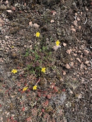 Helianthemum oelandicum