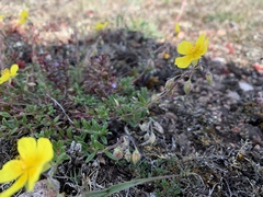 Helianthemum oelandicum