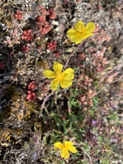 Helianthemum oelandicum