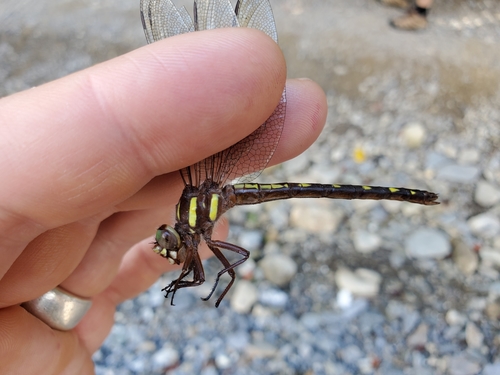 Brown Spiketail photo 2