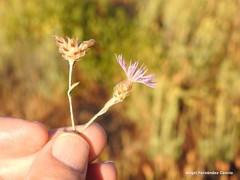 Centaurea alba