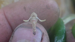 Pleurothallis anceps