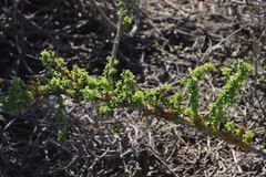Lycium tetrandrum