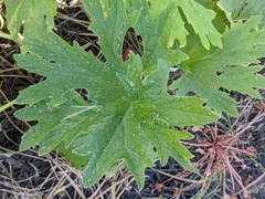 Cacaliopsis nardosmia