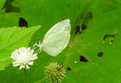 Abaeis albula celata