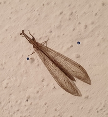 Distoleon tetragrammicus