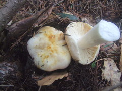 Russula crassotunicata