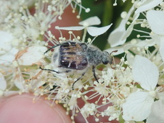 Trichiotinus affinis
