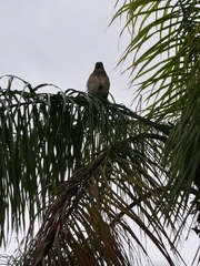 Buteo lineatus