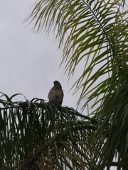 Buteo lineatus