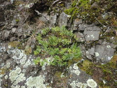 Veronica stenophylla stenophylla
