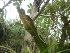 Niphidium