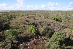 Aloe distans