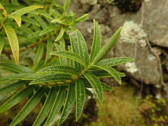 Veronica stenophylla stenophylla