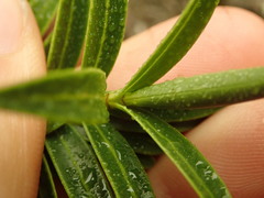 Veronica stenophylla stenophylla