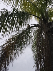 Buteo lineatus