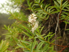 Veronica stenophylla stenophylla