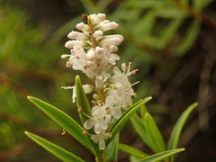 Veronica stenophylla stenophylla