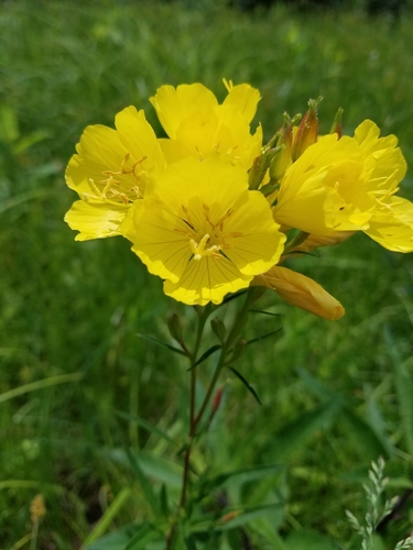 Image of Oenothera tetragona by (c) Bob Schwartz, some rights reserved (CC BY)