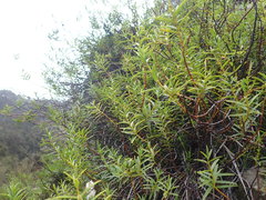 Veronica stenophylla stenophylla