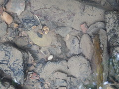 Desmognathus brimleyorum