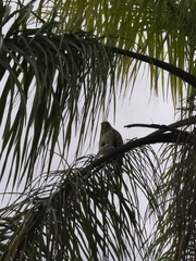 Buteo lineatus