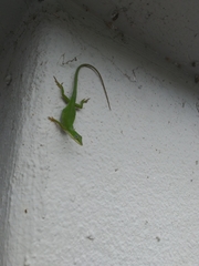 Anolis carolinensis