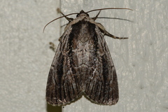 Sympistis badistriga