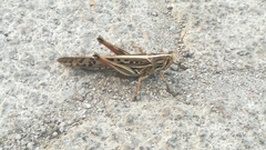 Schistocerca piceifrons