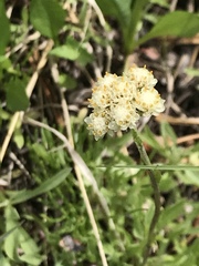 Antennaria corymbosa
