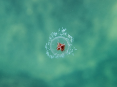 Turritopsis rubra image