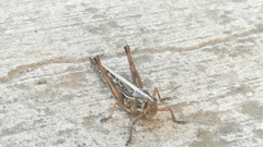 Schistocerca piceifrons