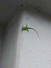 Anolis carolinensis