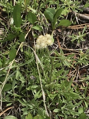 Antennaria corymbosa