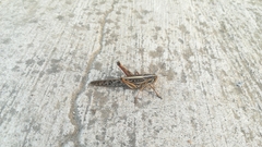 Schistocerca piceifrons