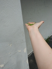 Anolis carolinensis