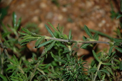 Psoralea bolusii