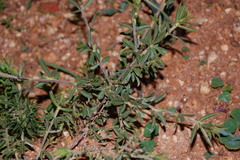 Psoralea bolusii