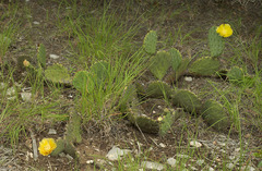Opuntia mackensenii