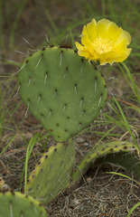 Opuntia mackensenii