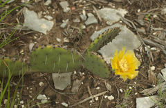 Opuntia mackensenii
