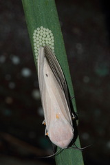 Creatonotos transiens vacillans