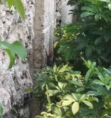 Agama picticauda