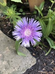 Stokesia