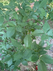 Ulmus