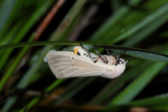Creatonotos transiens vacillans