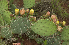Opuntia mackensenii