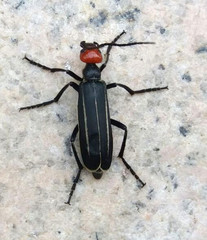 Epicauta mannerheimi