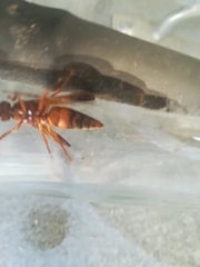 Rhynchium oculatum