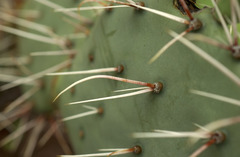 Opuntia mackensenii